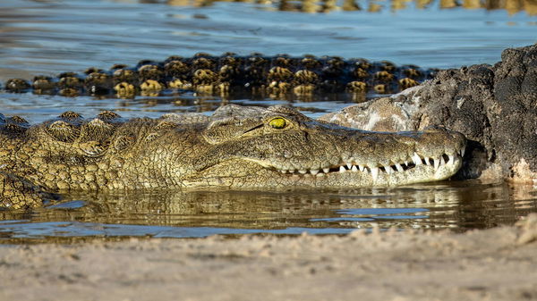 Alligator Population by Country