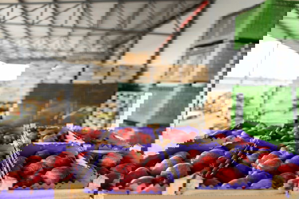 Apple Production by Country