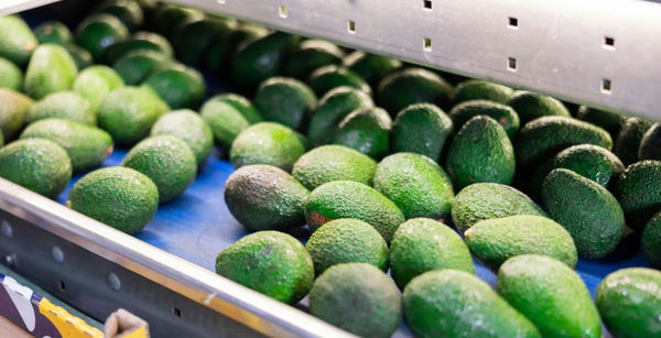 Avocado Production by Country