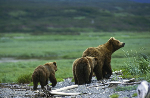 Bear Population by Country