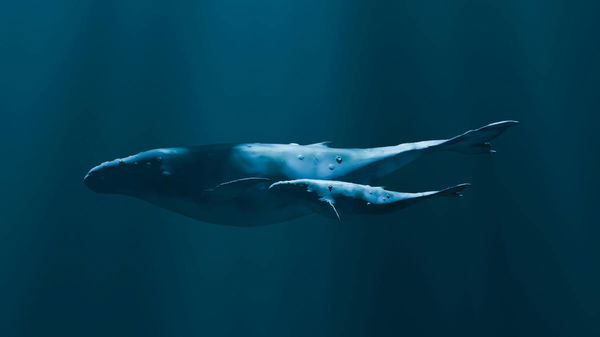 Blue Whale Population by Country