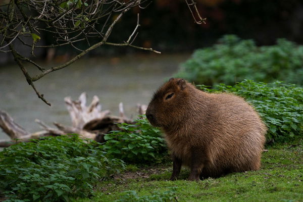 Capybara Population by Country