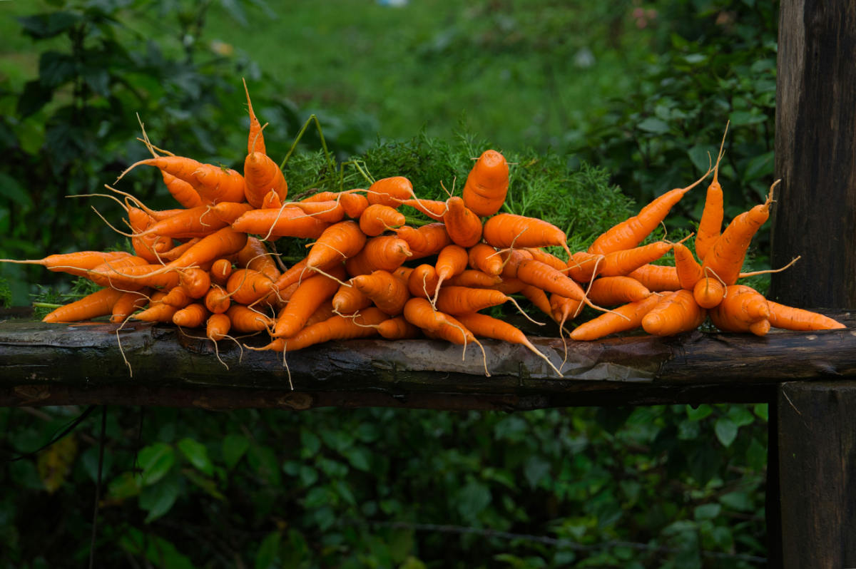 Carrot Production by Country 2026