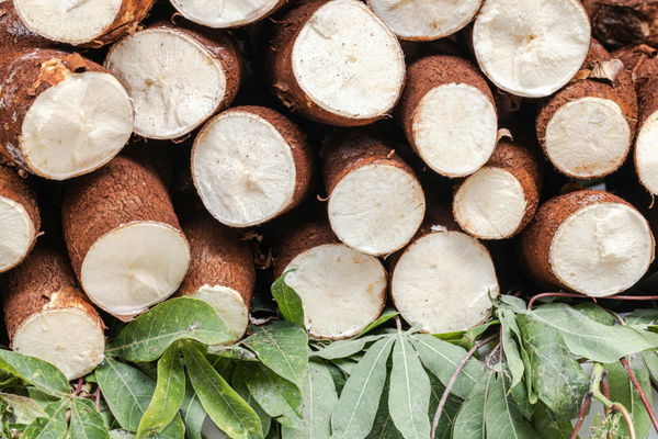 Cassava Production by Country