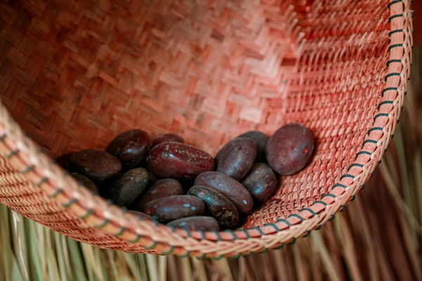 Cocoa Producing Countries
