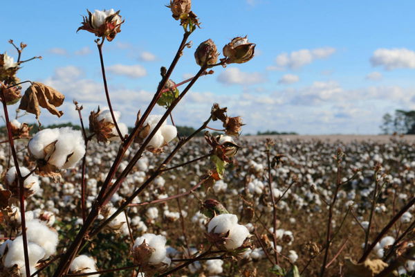 Cotton Production by Country