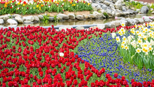 Countries that Celebrate Nowruz