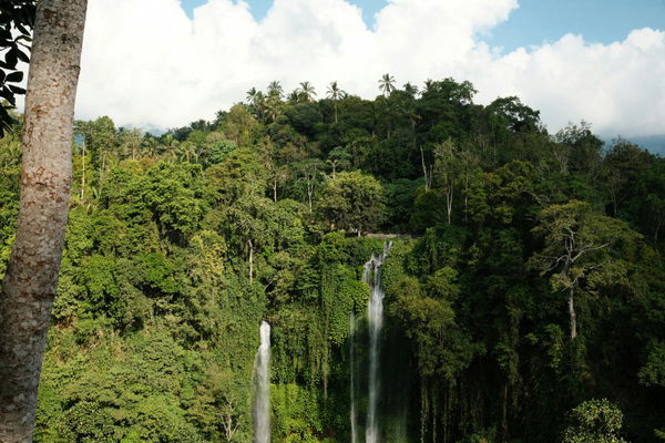 Countries with Rainforests