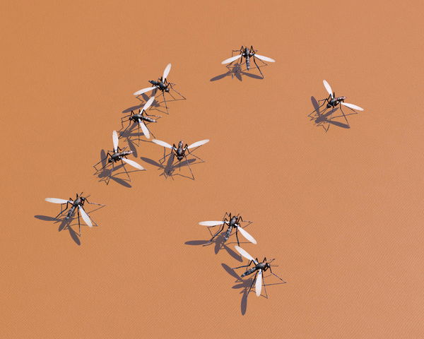 Countries without Mosquitoes