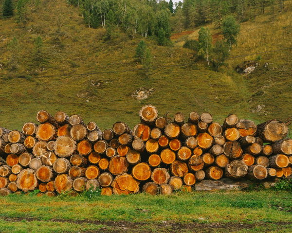 Deforestation Rates by Country