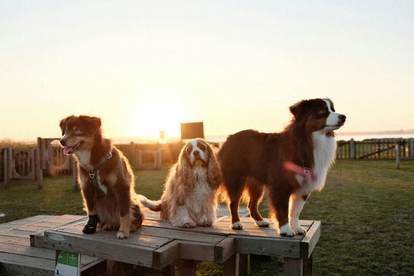 Dog Breeds by Country