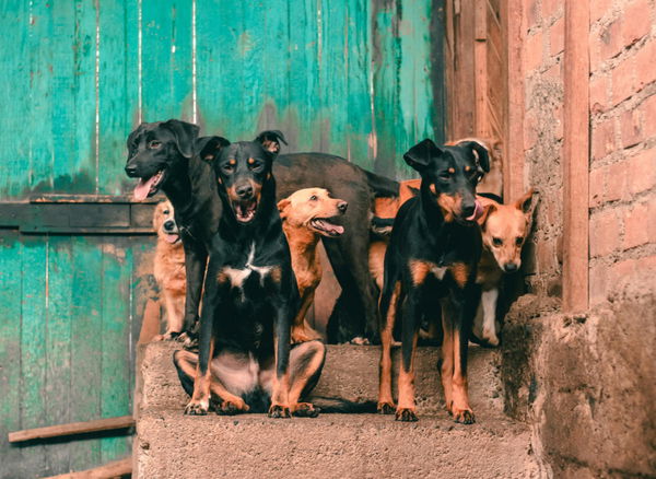 Dog Population by Country