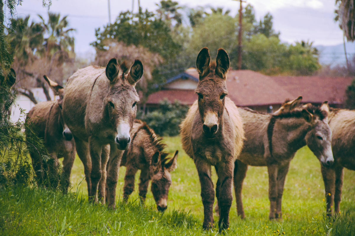 Donkey Population by Country 2026