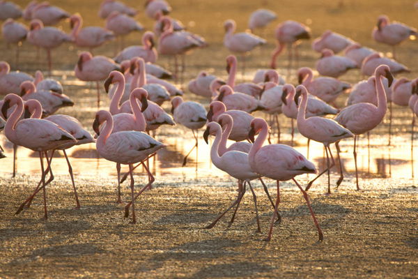 Flamingo Population by Country