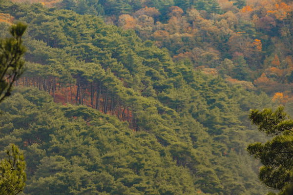 Forest Cover by Country