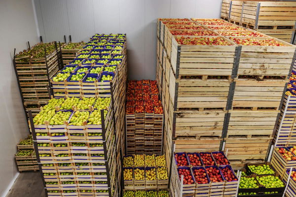 Fruit Production by Country