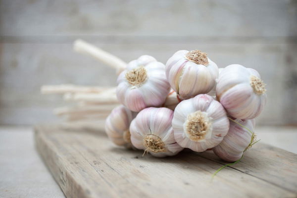 Garlic Production by Country