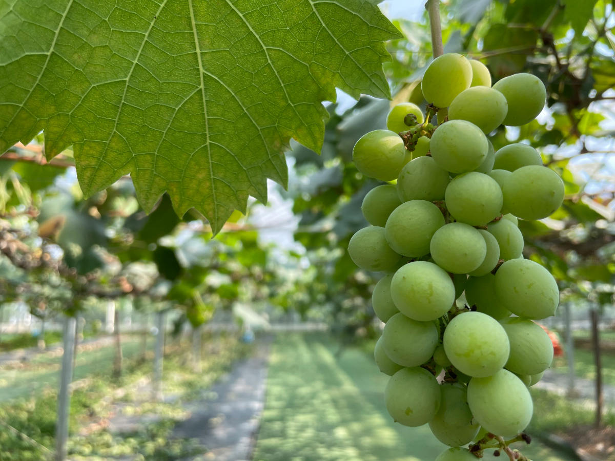 worldpopulationreview.com