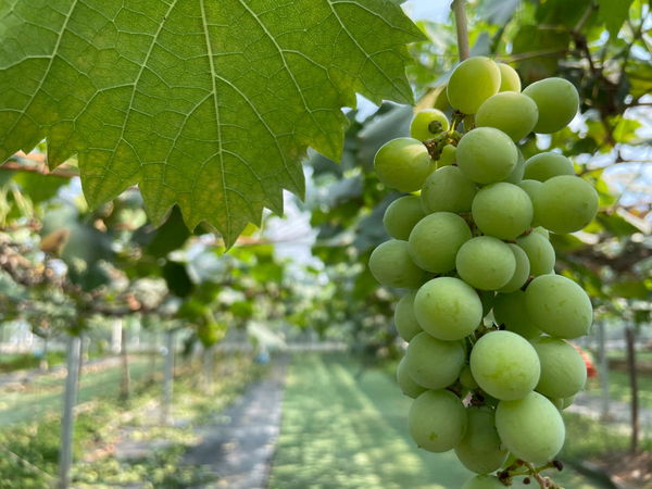 Grape Production by Country