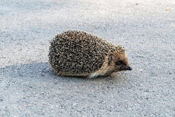Hedgehog Population by Country