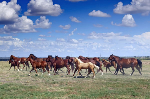 Horse Population by Country