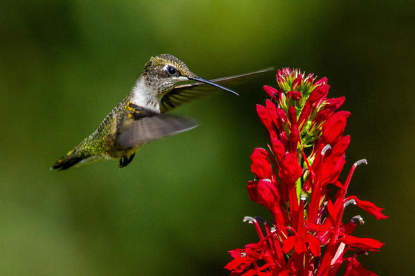 Hummingbird Population by Country