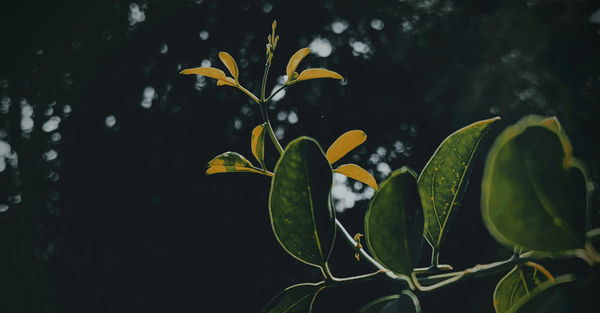 Ibogaine Legality by Country