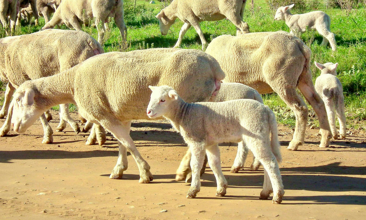 worldpopulationreview.com