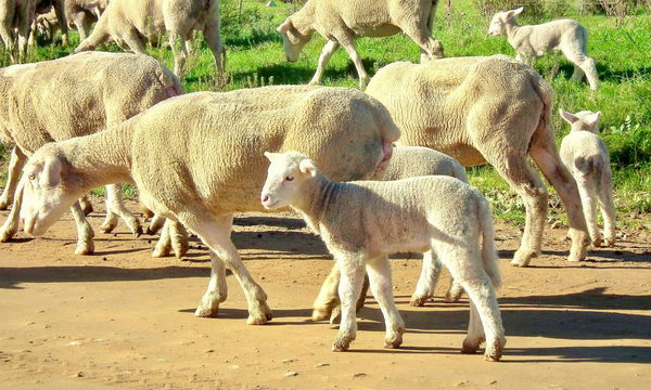 Lamb Consumption by Country