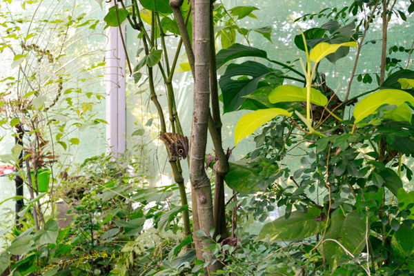 Megadiverse Countries