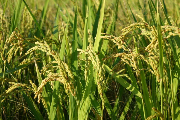 Millet Production by Country