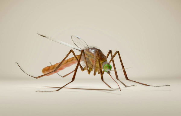 Mosquito Population by Country