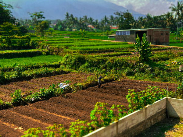 Organic Farming by Country
