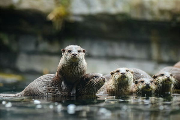 Otter Population by Country