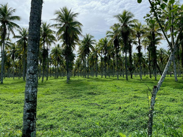 Palm Oil Production by Country