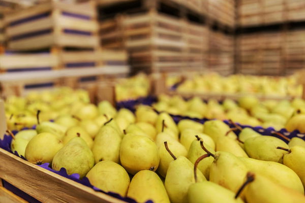 Pear Production by Country