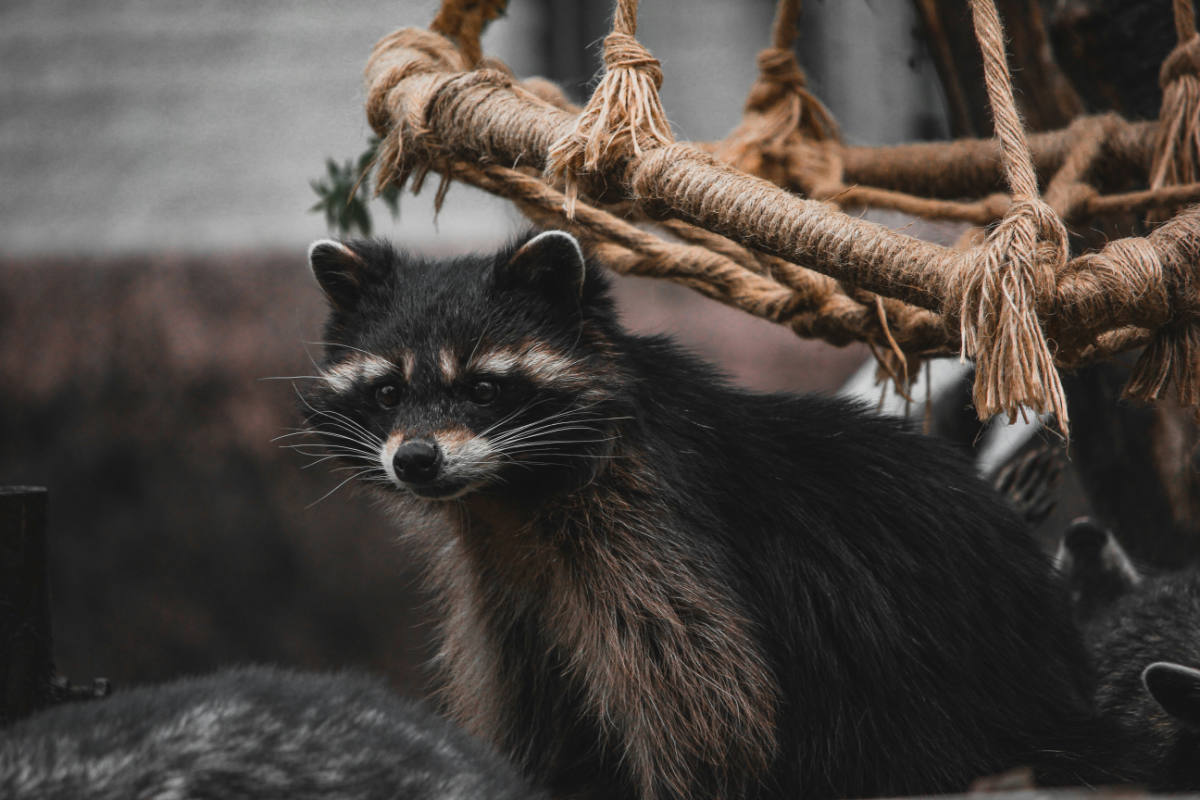 Rabies-Free Countries 2026