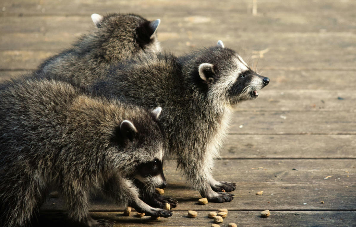 Raccoon Population by Country 2026