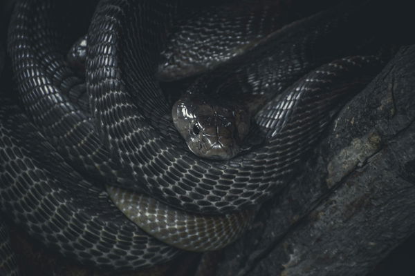 Snake Bite Deaths by Country