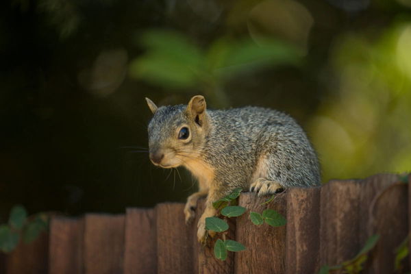Squirrel Population by Country
