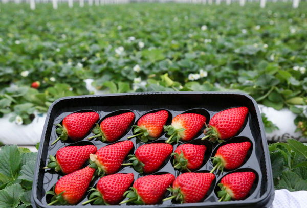 Strawberry Production by Country