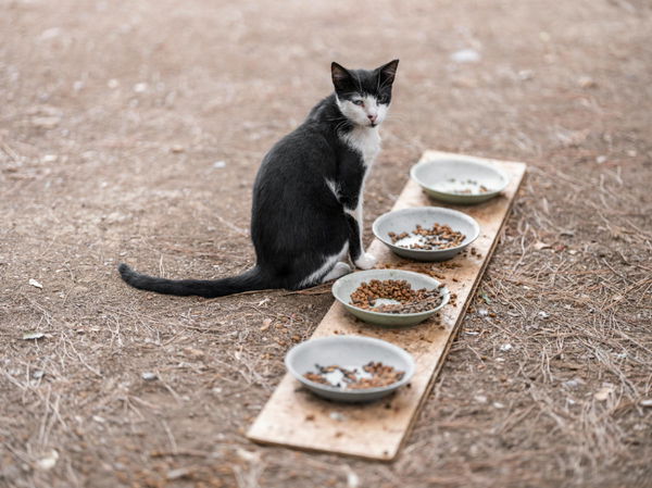 Which Countries Eat Cats?