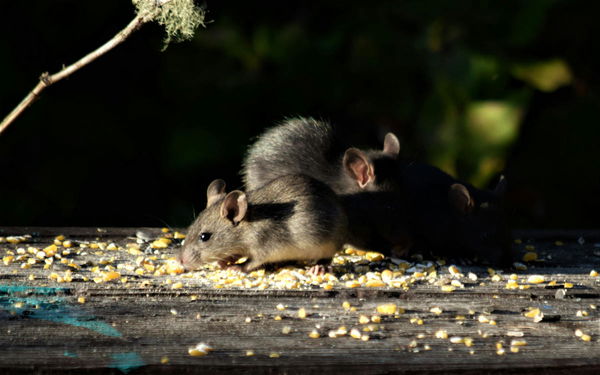 Which Countries Eat Rats?
