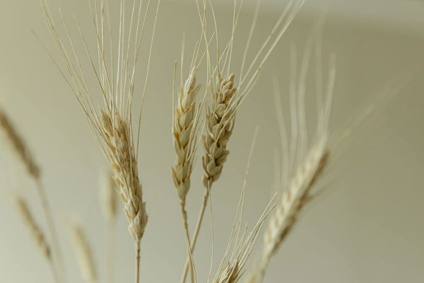 Wheat Consumption by Country