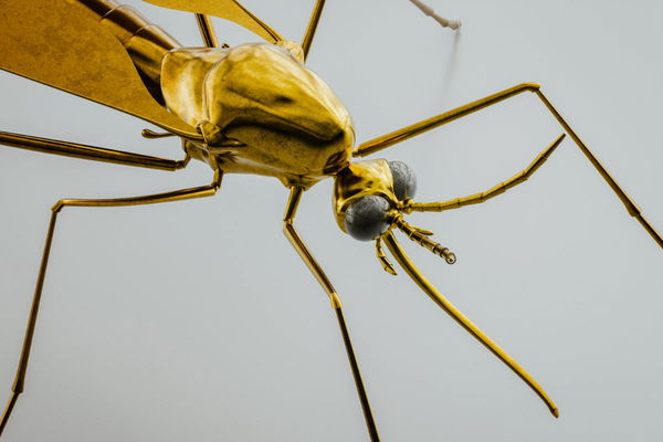 Yellow Fever Countries