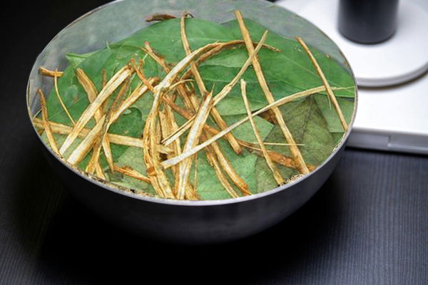 Ayahuasca Legal States