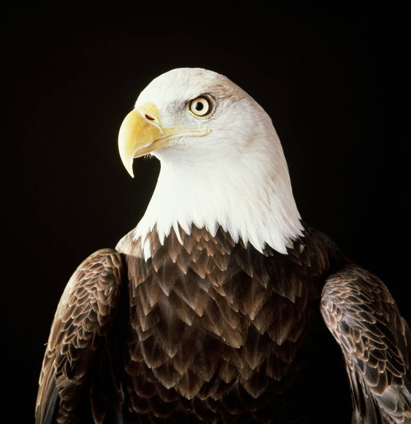 Bald Eagle Population by State
