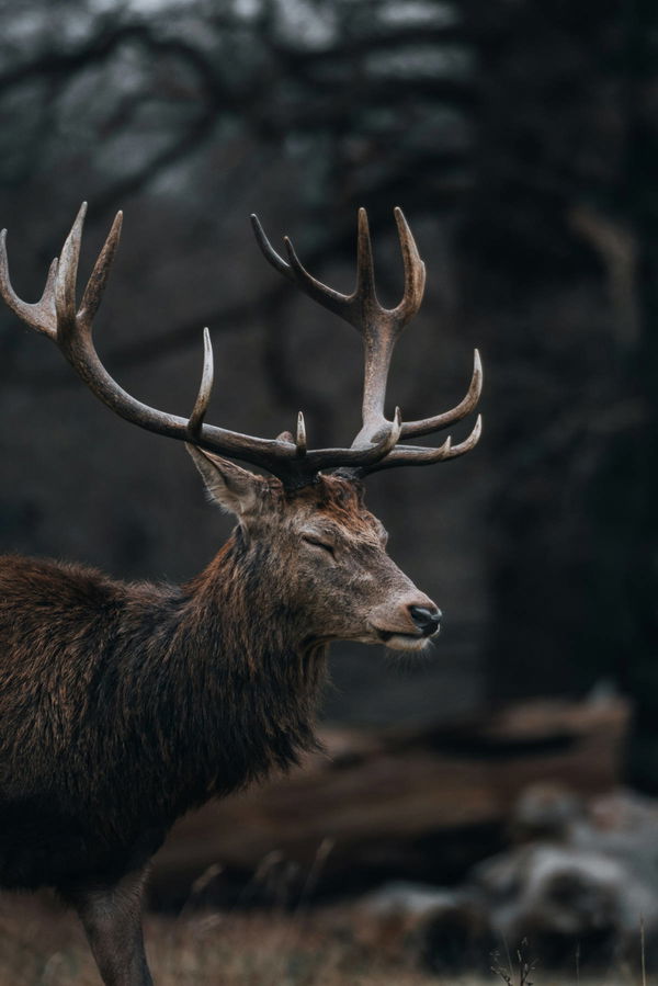 Best States For Hunting