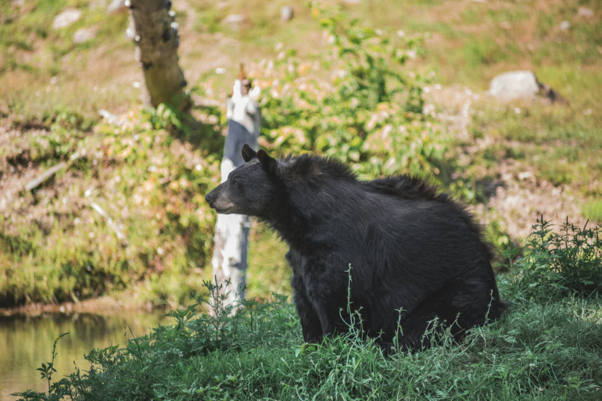Black Bear Population by State 2026