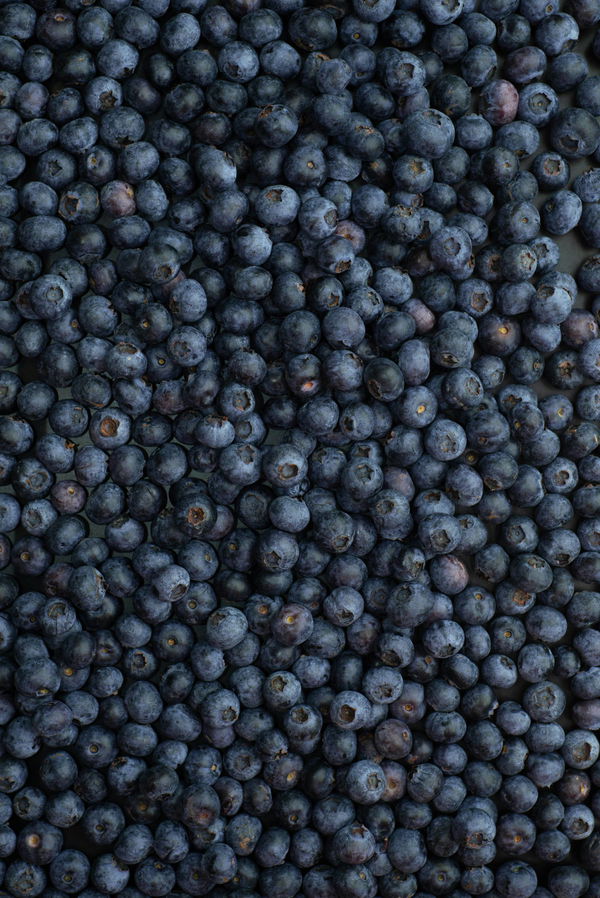 Blueberry Production by State